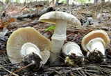 Cortinarius caperatus image