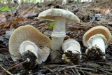 Cortinarius caperatus image