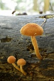 Flammulaster erinaceellus image