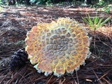Amanita persicina image