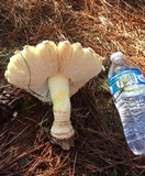 Amanita persicina image