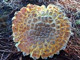 Amanita persicina image
