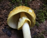 Amanita flavorubens image