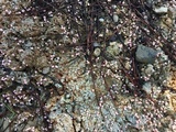 Dibaeis baeomyces image