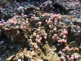 Dibaeis baeomyces image