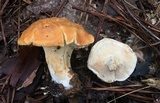 Hydnum mulsicolor image
