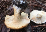 Hydnum mulsicolor image