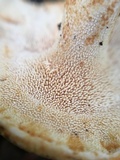 Hydnum mulsicolor image