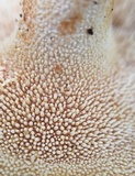 Hydnum mulsicolor image