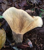 Tapinella atrotomentosa image