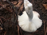 Russula mariae image