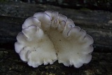 Cymatoderma caperatum image