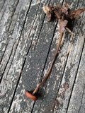 Rhizomarasmius pyrrhocephalus image