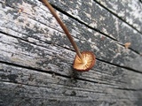 Rhizomarasmius pyrrhocephalus image