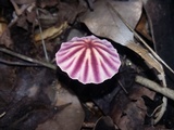 Marasmius tageticolor image