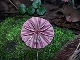 Marasmius tageticolor image
