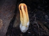 Clathrus columnatus image