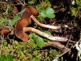 Cortinarius vernus image