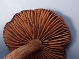 Cortinarius vernus image