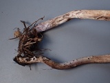 Cortinarius vernus image