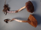 Cortinarius vernus image