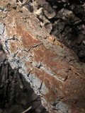 Hydnoporia tabacina image