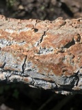 Hydnoporia tabacina image