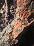 Hydnoporia tabacina image