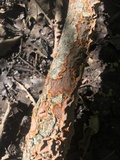 Hydnoporia tabacina image