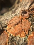 Hydnoporia tabacina image