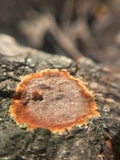 Hydnoporia tabacina image