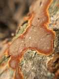 Hydnoporia tabacina image