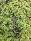 Arrhenia epichysium image