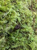Arrhenia epichysium image