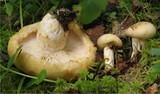 Lactarius tuomikoskii image
