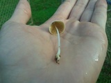 Conocybe apala image