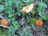 Hygrocybe acutoconica image