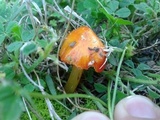 Hygrocybe acutoconica image