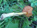 Hygrocybe acutoconica image
