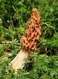 Morchella americana image