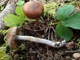 Cortinarius vernus image