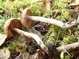 Cortinarius vernus image