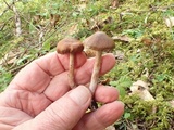 Cortinarius vernus image