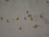 Cortinarius vernus image