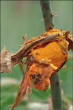 Phragmidium mucronatum image