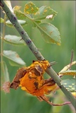 Phragmidium mucronatum image