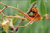 Phragmidium mucronatum image