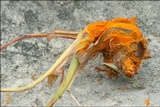 Phragmidium mucronatum image