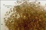 Phragmidium mucronatum image