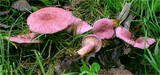 Lactarius lilacinus image